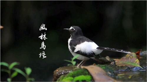 鸟鸣 上,自然之声中的诗意与哲理